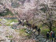 陸郷の山桜(夢の郷エリア)の写真2