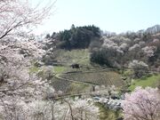 陸郷の山桜(夢の郷エリア)の写真3