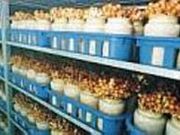 きのこはうすの写真1