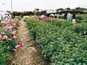 いせさきフラワーファームの写真2