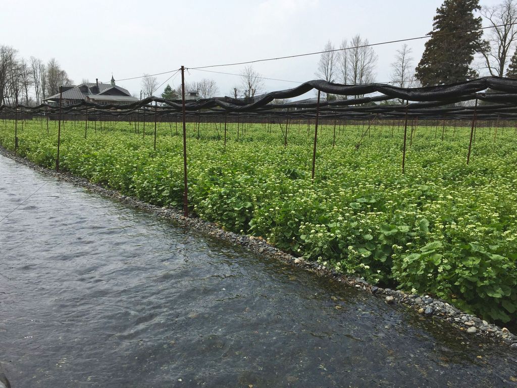 大王わさび農場
