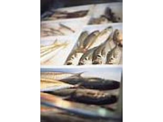 椿泊や由岐町などから広く仕入れている_あぼし鮮魚店