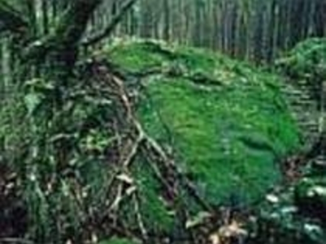 神々しい大石を観察し古代のロマンに触れる_円座石