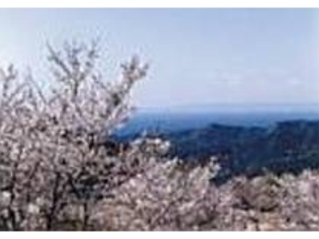 春になるとハイキングコースに千本桜が咲く_西山ピクニック緑地