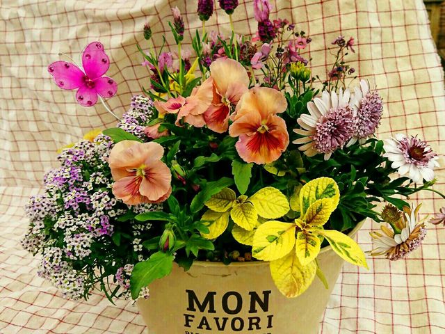 寄せ植え体験☆_おたから博
