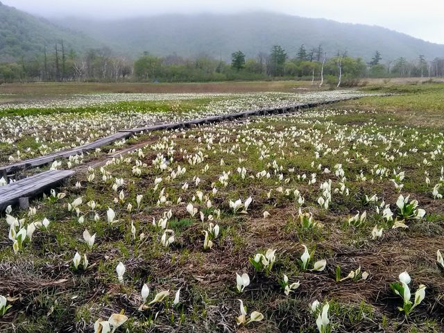 尾瀬国立公園 人気の水芭蕉_オウレット
