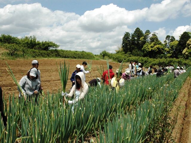 ここ横芝光町は全国屈指の長ネギの産地です。長ネギの収穫体験+泥ネギの炭火焼体験は、ほぼ毎日開催可能です。通年。_田舎日記