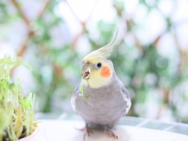 ことりカフェ表参道