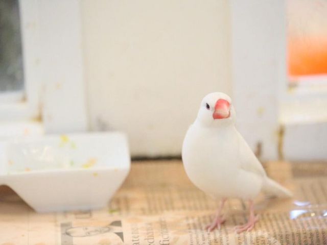 ことりカフェ表参道