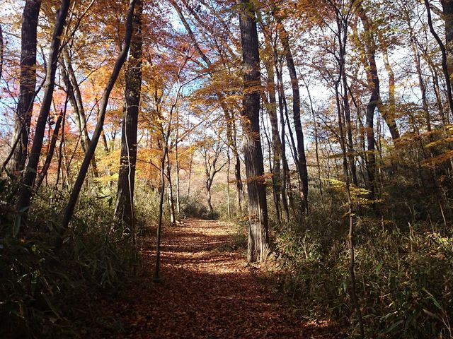 紅葉の頃の清流の森_ASOVO(Aso Sports and Outdoor Visit Offsider)