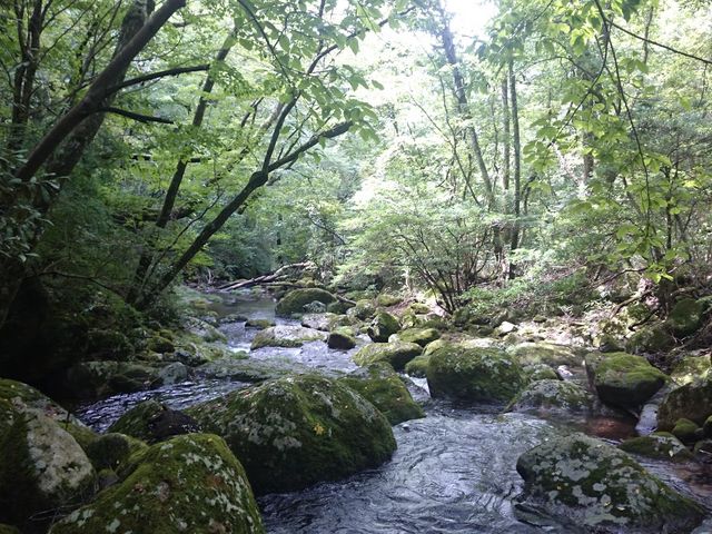 森の中を流れる筑後川の源流_ASOVO(Aso Sports and Outdoor Visit Offsider)