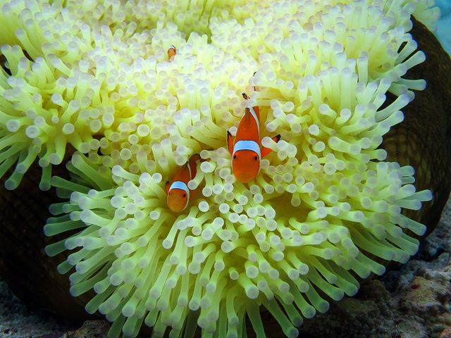 大人気のカクレクマノミ。_マリンサービス パッソ