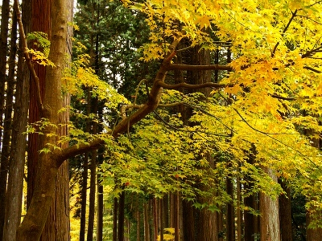 秩父宮記念公園