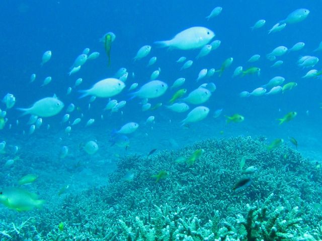 水中はまるで竜宮城みたいに魚がいっぱいですよ〜_スローダイブ石垣島
