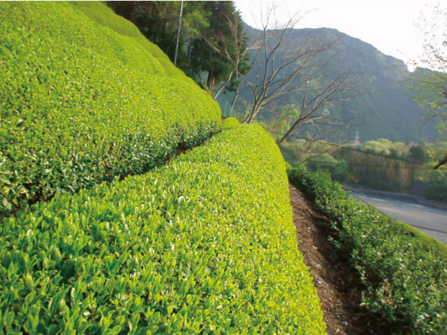山香荘茶園