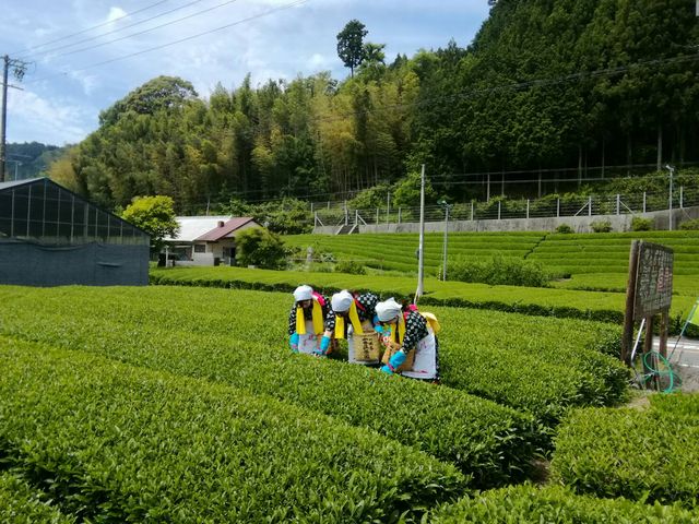 山香荘茶園