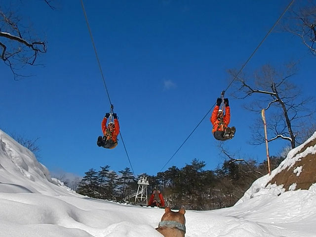 スノージップライン_ツリーピクニックアドベンチャーいけだ