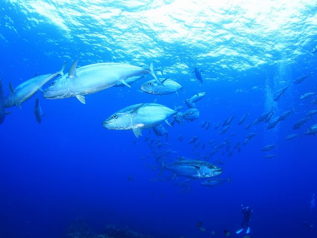 イソマグロの群れ_ダイビングチームうなりざき