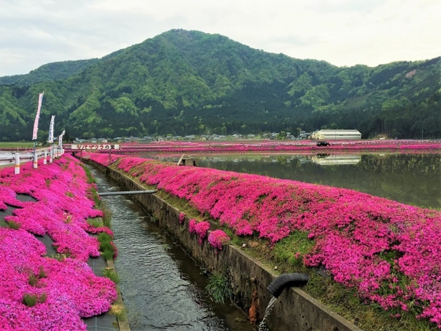 越前大野 芝桜
