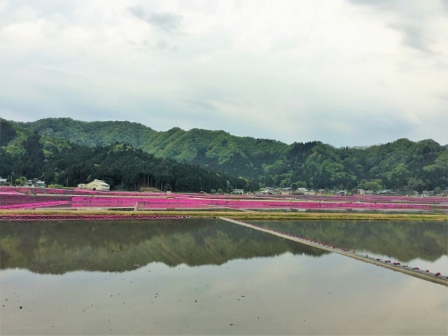 越前大野 芝桜
