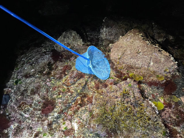 夜の海☆ライトの光だけで魚をすっくうよ!_海山自然体験セミナーハウスハンターズイン