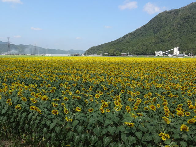 若狭小浜 恵のひまわり畑