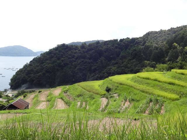 日引の棚田