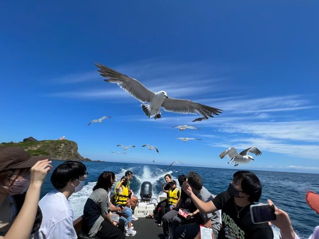 楽しいカモメたちとの触れ合い。_小樽青の洞窟クルーズ