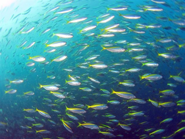 夏から冬にかけてタカベの大回遊が見られます。
辺り一面、魚、魚、魚だらけになります_マリン クリエイト 井田