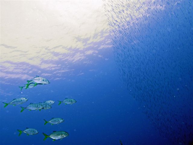 透明度の良さは伊豆の中でも群を抜いて!!
秋には大型回遊魚も回ります_マリン クリエイト 井田