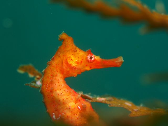 海の中には珍しいお魚や生き物がいっぱい!彼らの水族館ではない野生の姿に触れてみませんか。_ダイビングスクール アクアリウム・エス