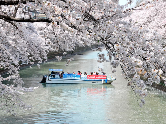 春はお花見ツアー!貸切クルーズは弾丸バスツアーなど_ポケカル