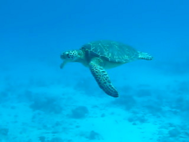 美ら海ダイバーズ