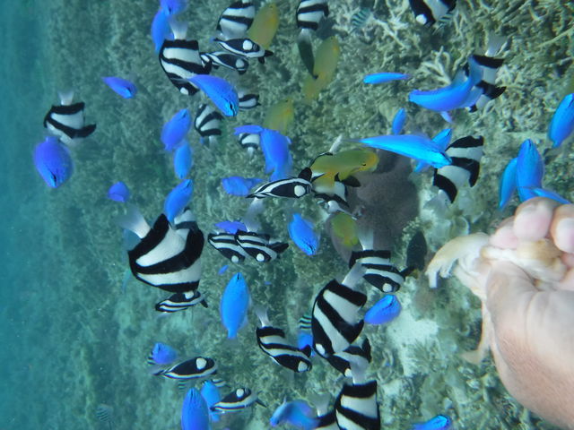 美ら海ダイバーズ