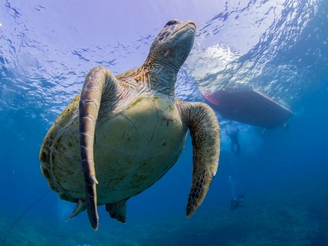 GTダイバーズ沖永良部島