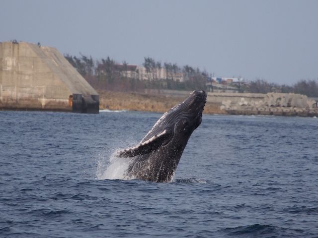 GTダイバーズ沖永良部島