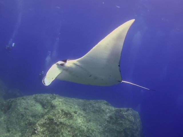 GTダイバーズ沖永良部島