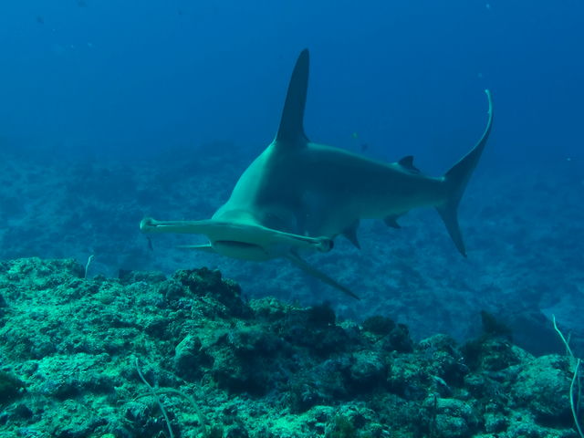 GTダイバーズ沖永良部島