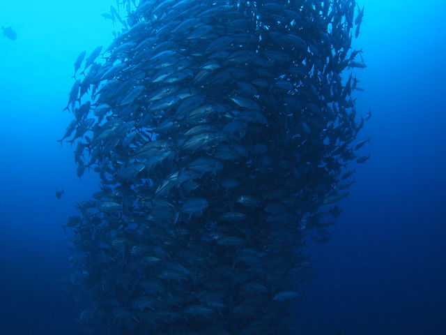 GTダイバーズ沖永良部島