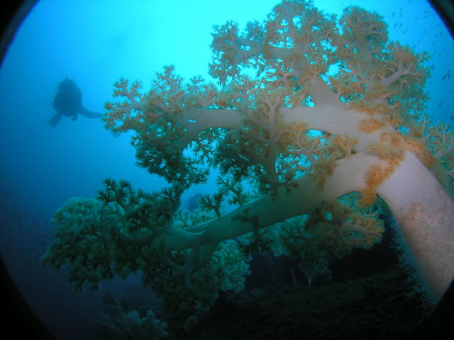 熱海の海は、色とりどりのとても華やかなソフトコーラル群が見応え満点!_アトリエラウト
