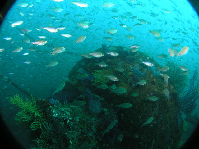 熱海の海は魚がわんさか群れていて、魚群に囲まれながら至福のダイビングを満喫!_アトリエラウト