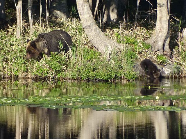 安全な高架木道からヒグマが見えることも_知床自然体験プログラム星の時間