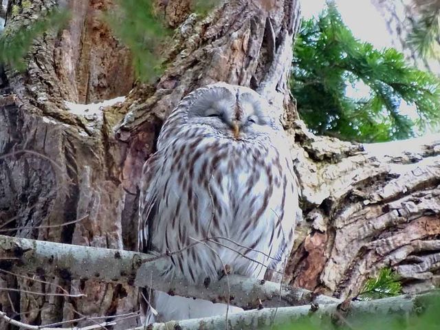 レアな生き物に会えることもあります。_知床自然体験プログラム星の時間