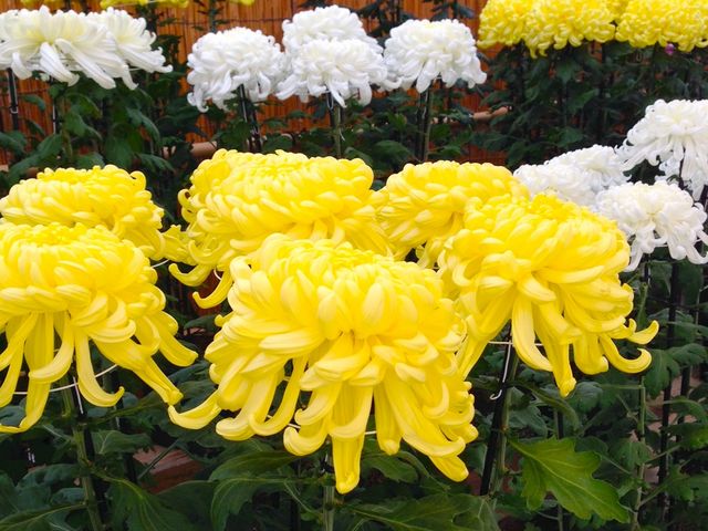 会場内に500種類ある菊の中でも特に素晴らしい菊花展示は圧巻です。千輪菊や懸崖など、珍しい菊がたくさん展示されます!_たけふ菊人形