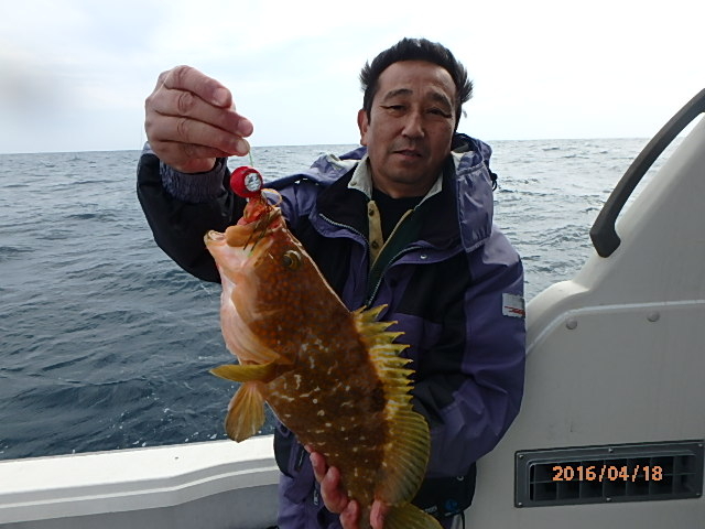 キジハタ(アコウ)_FishingBoat 瑠璃