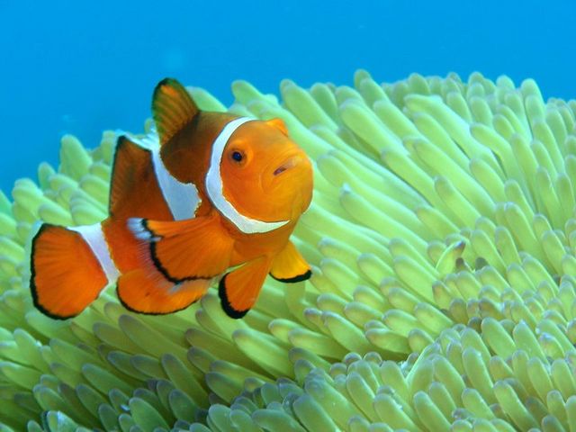 TAKUDIVE石垣島