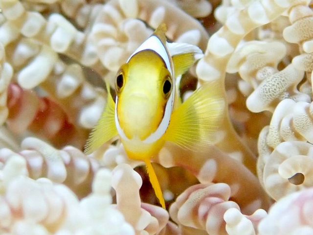 TAKUDIVE石垣島