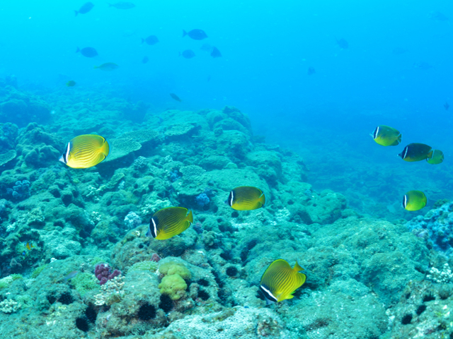 たくさんの生き物たちが織り成す水中世界
_ダイビングサービス海だより