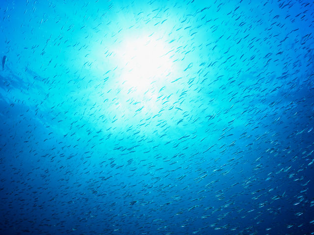 美しい長崎の海で癒しの時間_ダイビングサービス海だより
