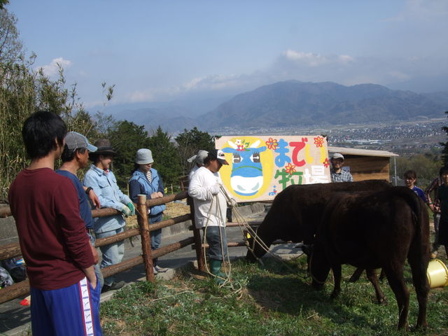 東日本震災で被害の大きかった福島県飯舘村の肉牛の子供を育て、将来村で畜産が可能になった時に里帰りさせる、南アルプスまでい牧場プロジェクトを行っています。_ファームフィールドトリップ